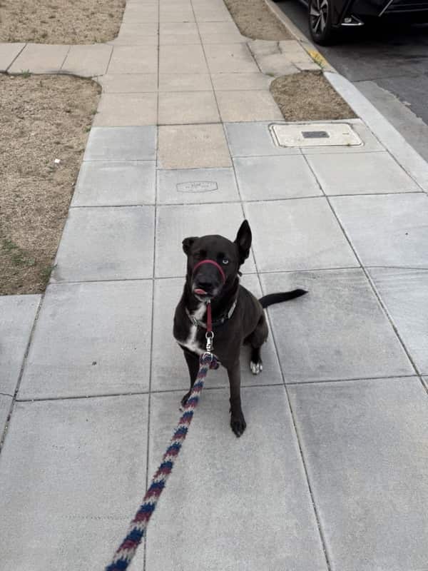 A picture of a black dog named Bowie sitting, taken on May 7 2025 at 7:00 am